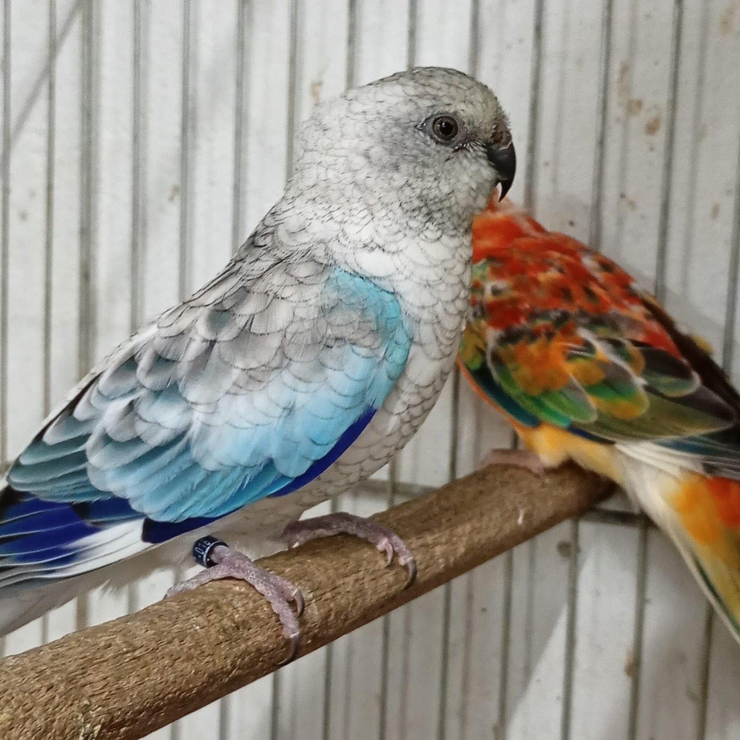 Pássaros disponíveis na Paraíso dos Pássaros